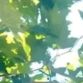 Houssamatt18, Barcin